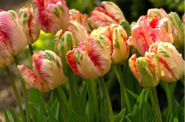 Tulpe 'Apricot Parrot'